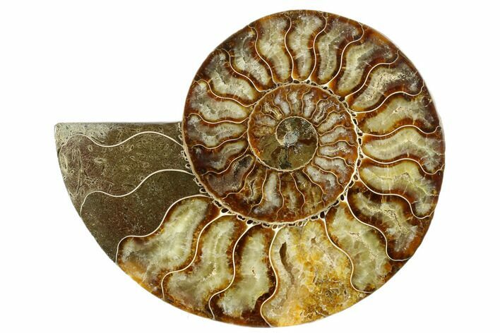 Cut & Polished Ammonite Fossil (Half) - Madagascar #187366
